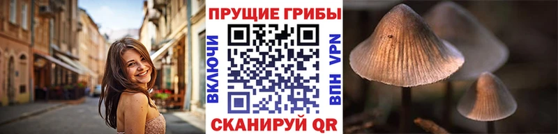 omg маркетплейс  Ростов-на-Дону  Псилоцибиновые грибы Psilocybe 